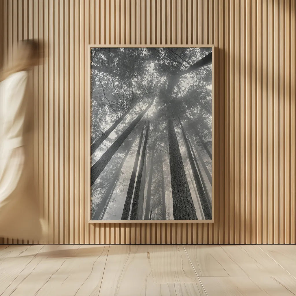 Fir Trees II BW by Alan Majchrowicz. shown as over sized large wall art. Available as an archival giclee rolled canvas, fine art paper, or poster print. SKU 30782h.