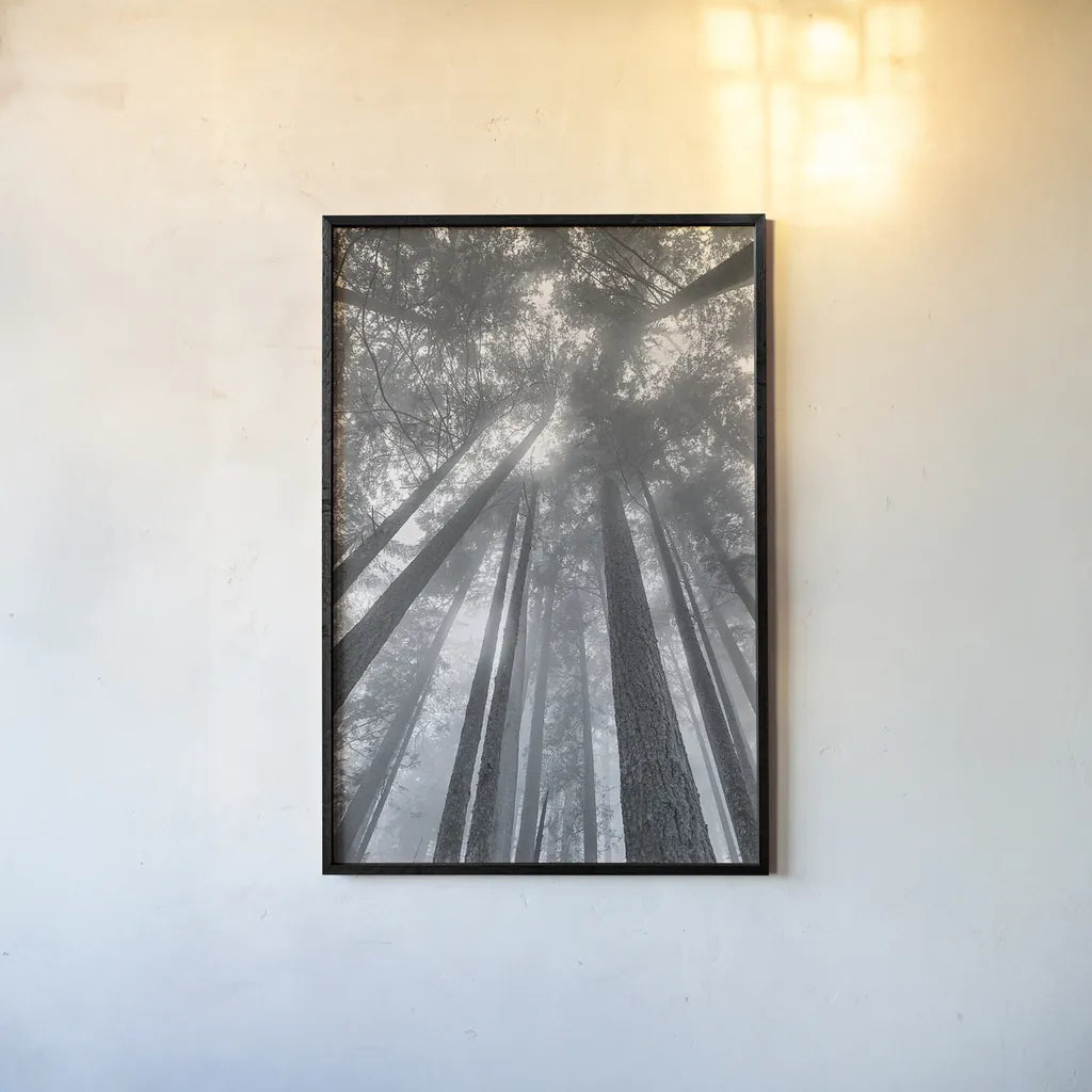 Fir Trees II BW by Alan Majchrowicz. shown as a paper print in a black flame. Available as a archival giclee rolled canvas, fine art paper, or poster print. SKU 30782h.