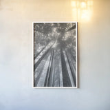 Fir Trees II BW by Alan Majchrowicz. shown as a paper print in a white frame. Available as a archival giclee rolled canvas, fine art paper, or poster print. SKU 30782h.