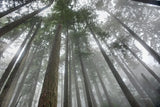 Fir Trees III by Alan Majchrowicz. SKU 30204i. Archival Giclee Fine art print for wall decor.