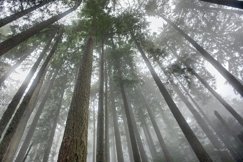 Fir Trees III by Alan Majchrowicz. SKU 30204i. Archival Giclee Fine art print for wall decor.