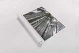 Fir Trees III by Alan Majchrowicz. shown as a rolled paper print. Available as archival giclee rolled canvas, fine art paper, or poster print. SKU 30204i.