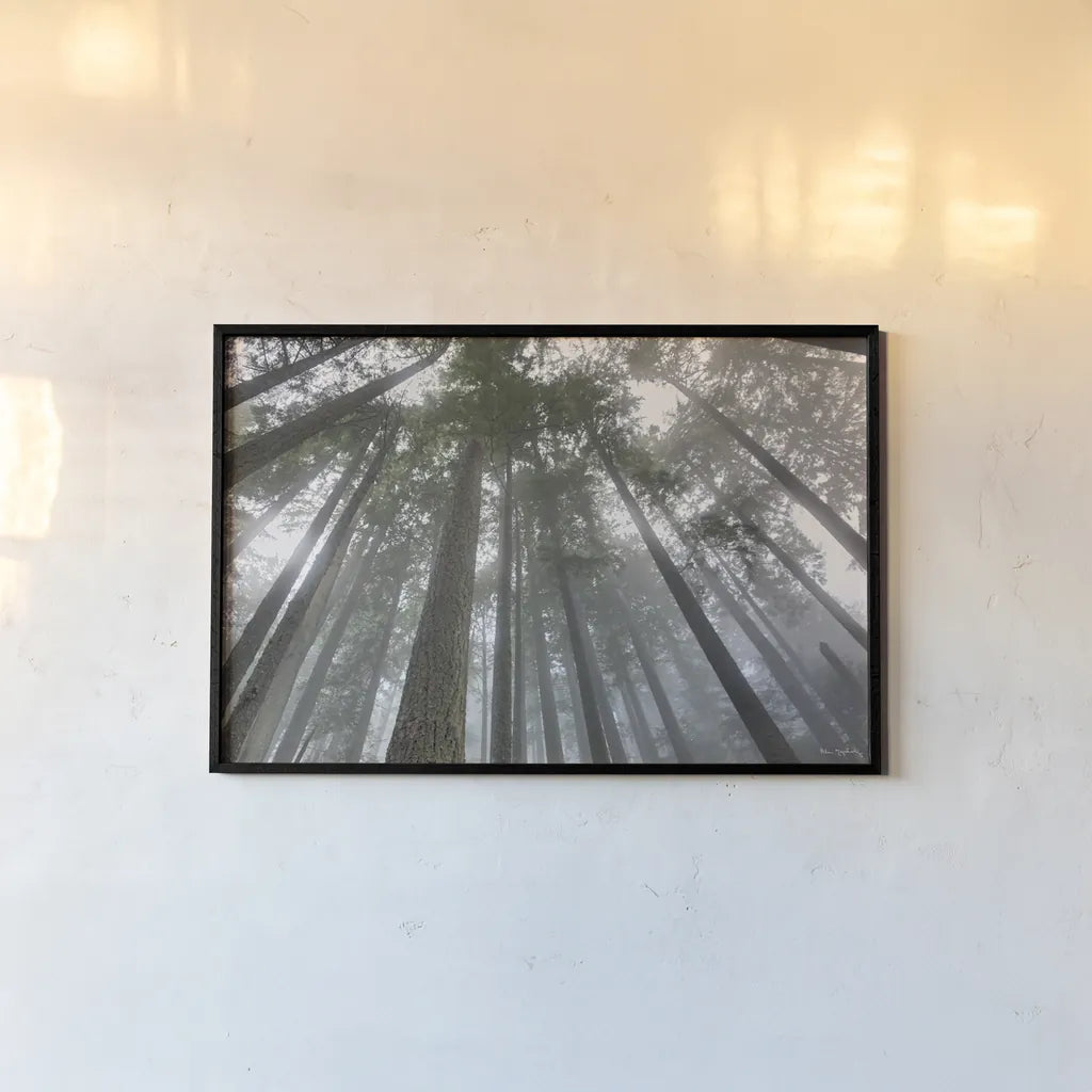 Fir Trees III by Alan Majchrowicz. shown as a paper print in a black flame. Available as a archival giclee rolled canvas, fine art paper, or poster print. SKU 30204i.