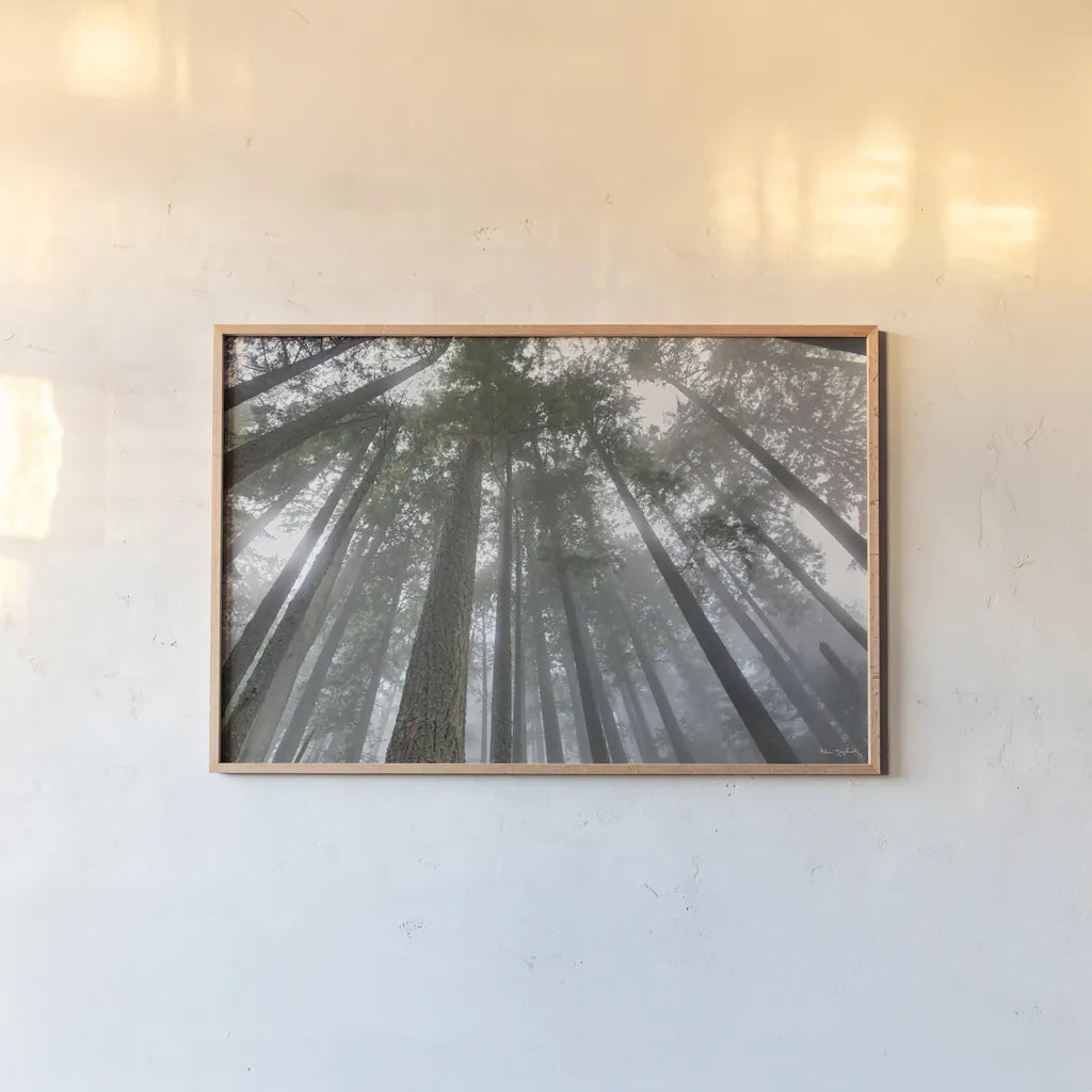 Fir Trees III by Alan Majchrowicz. shown as a paper print in a natural frame. Available as a archival giclee rolled canvas, fine art paper, or poster print. SKU 30204i.
