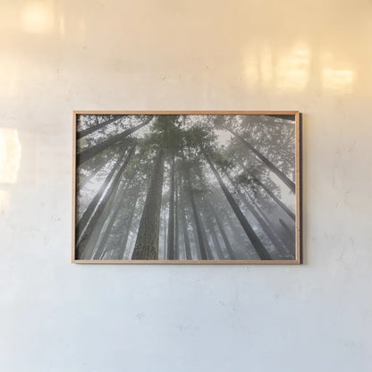 Fir Trees III by Alan Majchrowicz. shown as a paper print in a natural frame. Available as a archival giclee rolled canvas, fine art paper, or poster print. SKU 30204i.
