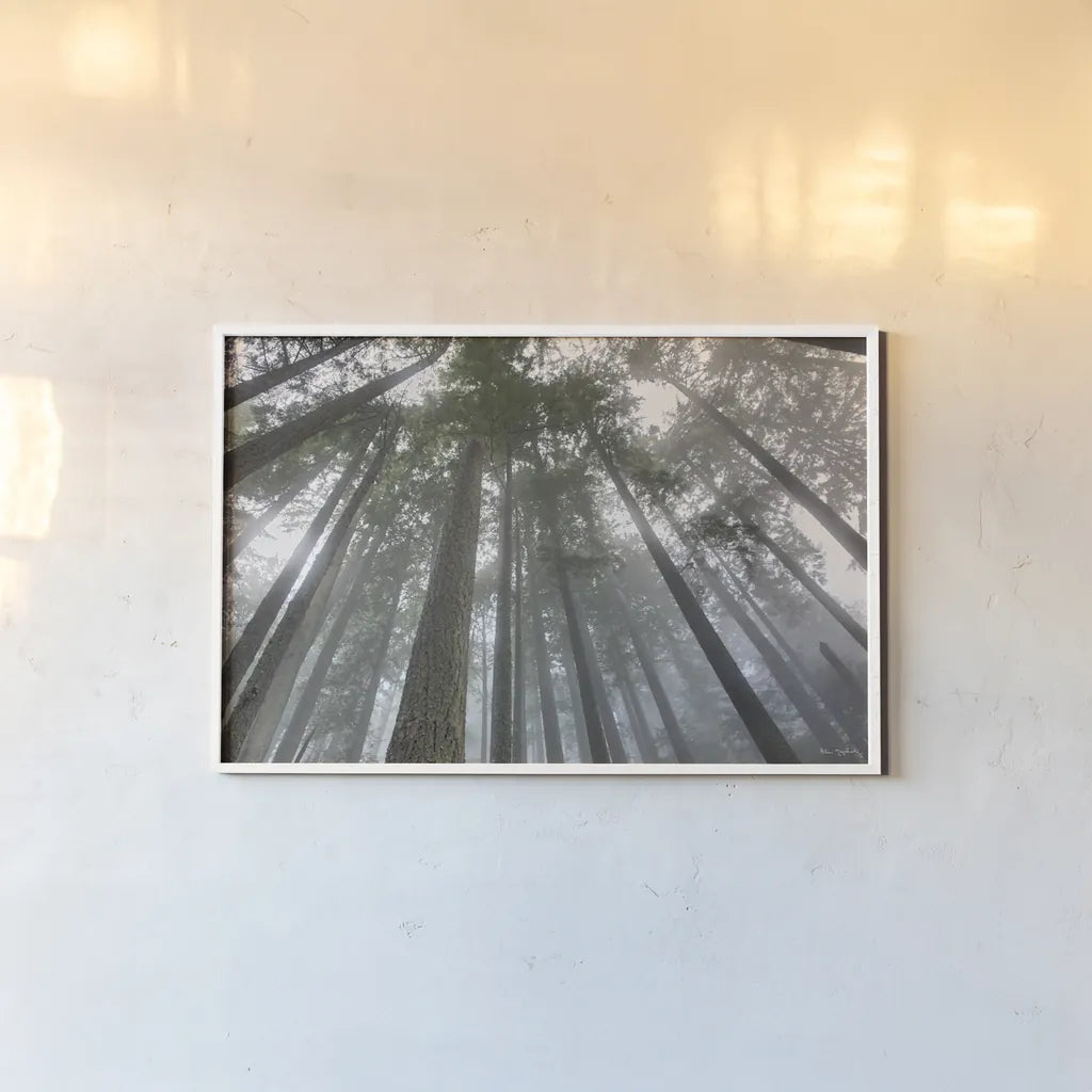 Fir Trees III by Alan Majchrowicz. shown as a paper print in a white frame. Available as a archival giclee rolled canvas, fine art paper, or poster print. SKU 30204i.
