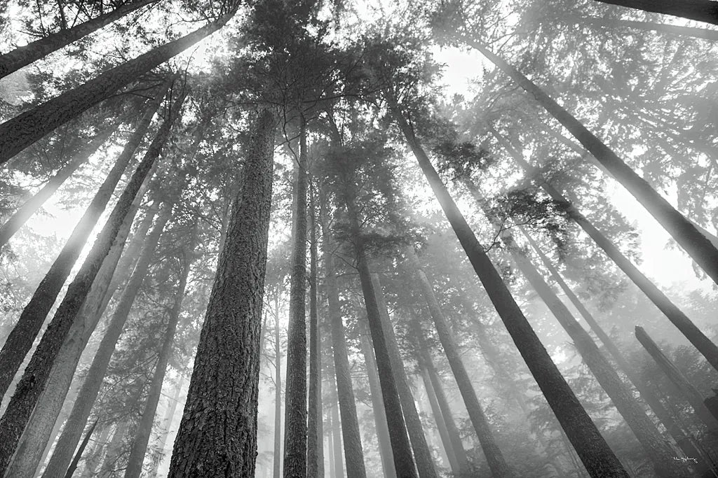 Fir Trees III BW by Alan Majchrowicz. SKU 30784i. Archival Giclee Fine art print for wall decor.