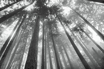 Fir Trees III BW by Alan Majchrowicz. SKU 30784i. Archival Giclee Fine art print for wall decor.