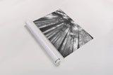 Fir Trees III BW by Alan Majchrowicz. shown as a rolled paper print. Available as archival giclee rolled canvas, fine art paper, or poster print. SKU 30784i.