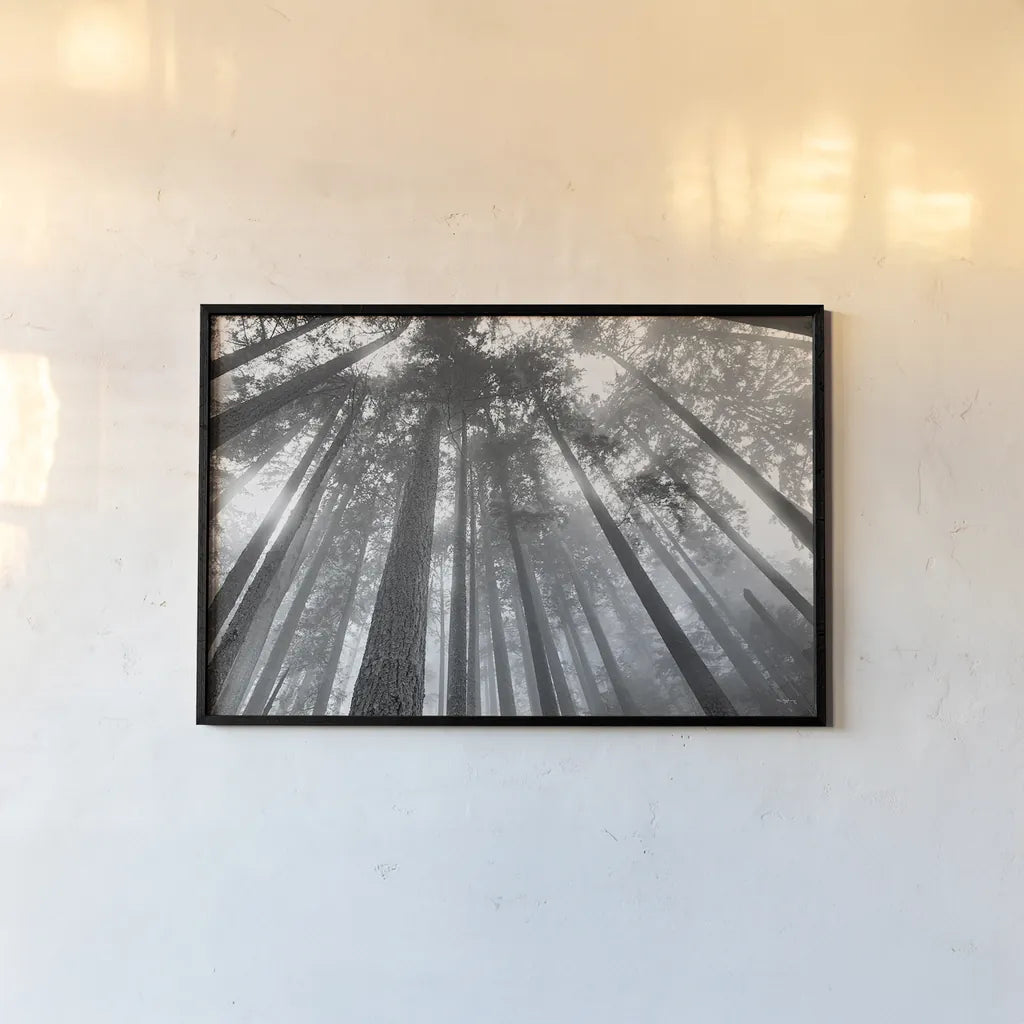 Fir Trees III BW by Alan Majchrowicz. shown as a paper print in a black flame. Available as a archival giclee rolled canvas, fine art paper, or poster print. SKU 30784i.