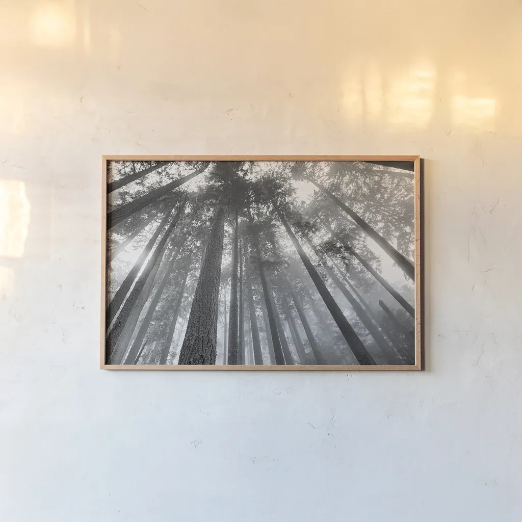 Fir Trees III BW by Alan Majchrowicz. shown as a paper print in a natural frame. Available as a archival giclee rolled canvas, fine art paper, or poster print. SKU 30784i.