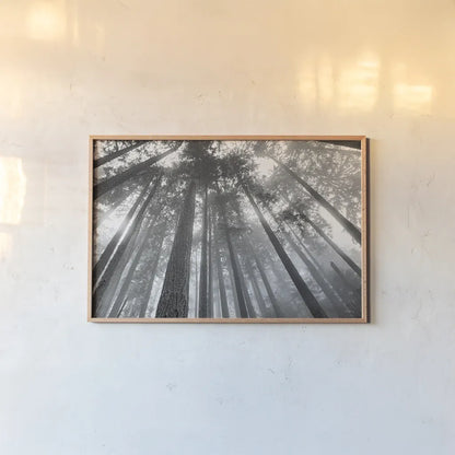 Fir Trees III BW by Alan Majchrowicz. shown as a paper print in a natural frame. Available as a archival giclee rolled canvas, fine art paper, or poster print. SKU 30784i.