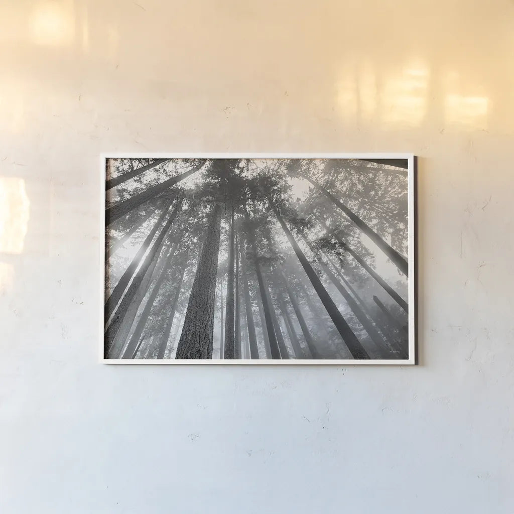 Fir Trees III BW by Alan Majchrowicz. shown as a paper print in a white frame. Available as a archival giclee rolled canvas, fine art paper, or poster print. SKU 30784i.