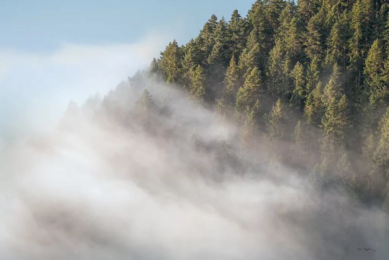 Fog and Forest I by Alan Majchrowicz. SKU 77234i. Archival Giclee Fine art print for wall decor.