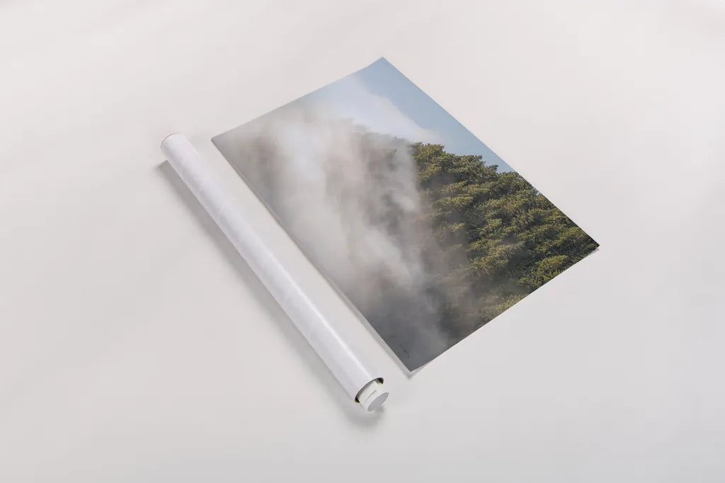 Fog and Forest I by Alan Majchrowicz. shown as a rolled paper print. Available as archival giclee rolled canvas, fine art paper, or poster print. SKU 77234i.