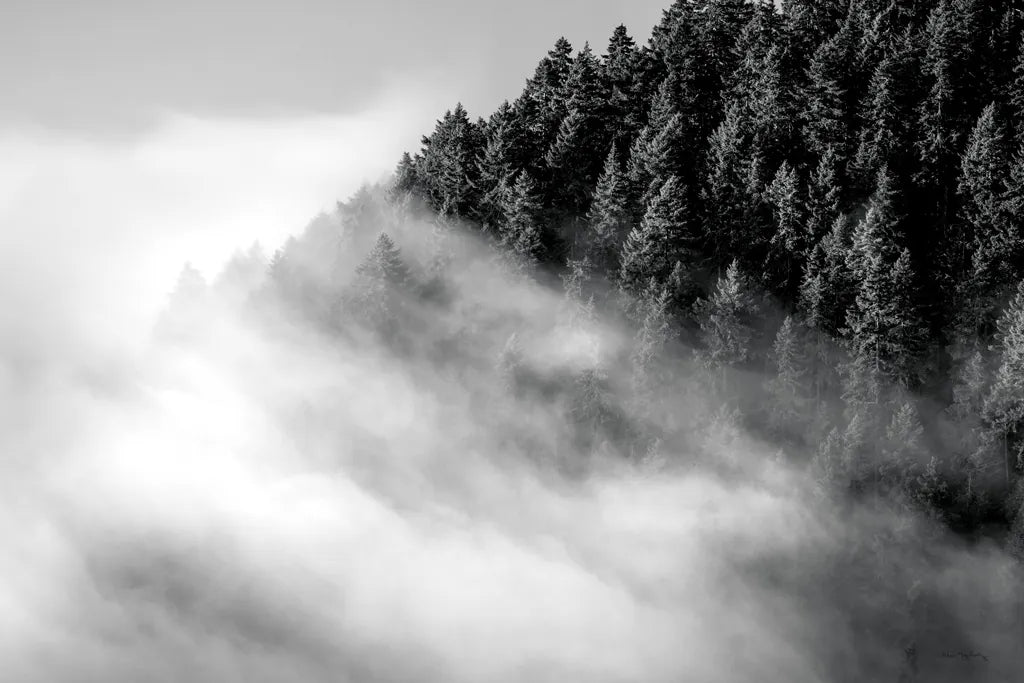Fog and Forest I BW by Alan Majchrowicz. SKU 85461i. Archival Giclee Fine art print for wall decor.