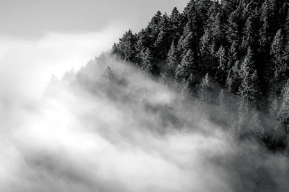 Fog and Forest I BW by Alan Majchrowicz. SKU 85461i. Archival Giclee Fine art print for wall decor.