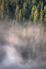 Fog and Forest II by Alan Majchrowicz. SKU 77235h. Archival Giclee Fine art print for wall decor.