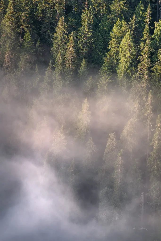Fog and Forest II by Alan Majchrowicz. SKU 77235h. Archival Giclee Fine art print for wall decor.