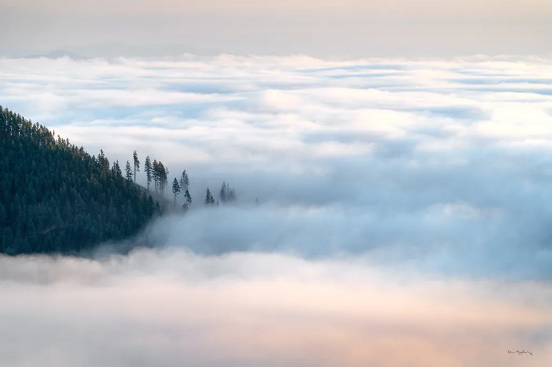 Fog and Forest III by Alan Majchrowicz. SKU 77236i. Archival Giclee Fine art print for wall decor.
