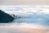 Fog and Forest III by Alan Majchrowicz