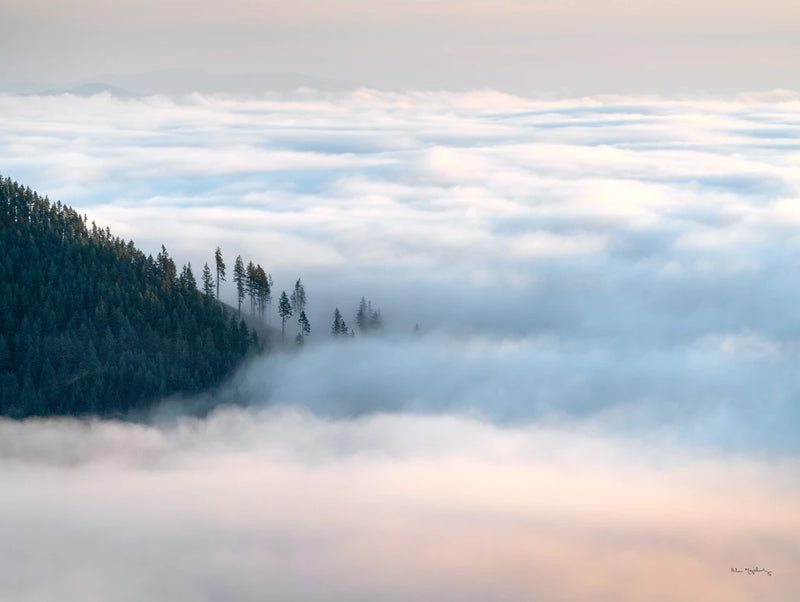 Fog and Forest III Crop by Alan Majchrowicz
