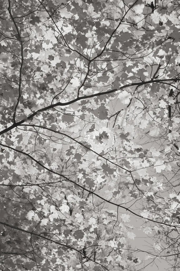 Foliage I by Alan Majchrowicz. SKU 43770h. Archival Giclee Fine art print for wall decor.