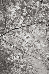 Foliage I by Alan Majchrowicz. SKU 43770h. Archival Giclee Fine art print for wall decor.