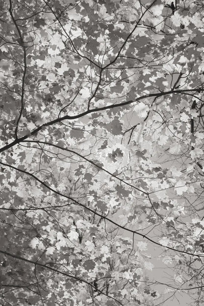 Foliage I by Alan Majchrowicz. SKU 43770h. Archival Giclee Fine art print for wall decor.