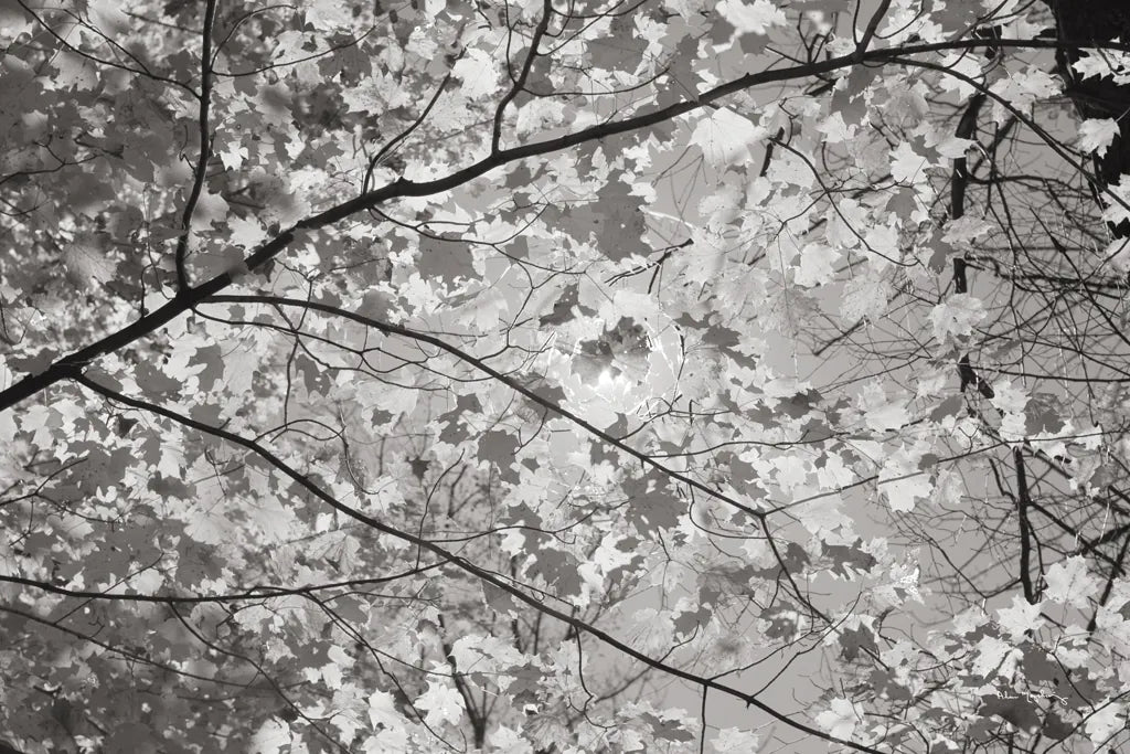 Foliage II by Alan Majchrowicz. SKU 43769i. Archival Giclee Fine art print for wall decor.