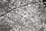 Foliage II by Alan Majchrowicz. SKU 43769i. Archival Giclee Fine art print for wall decor.