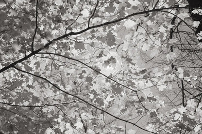 Foliage II by Alan Majchrowicz. SKU 43769i. Archival Giclee Fine art print for wall decor.