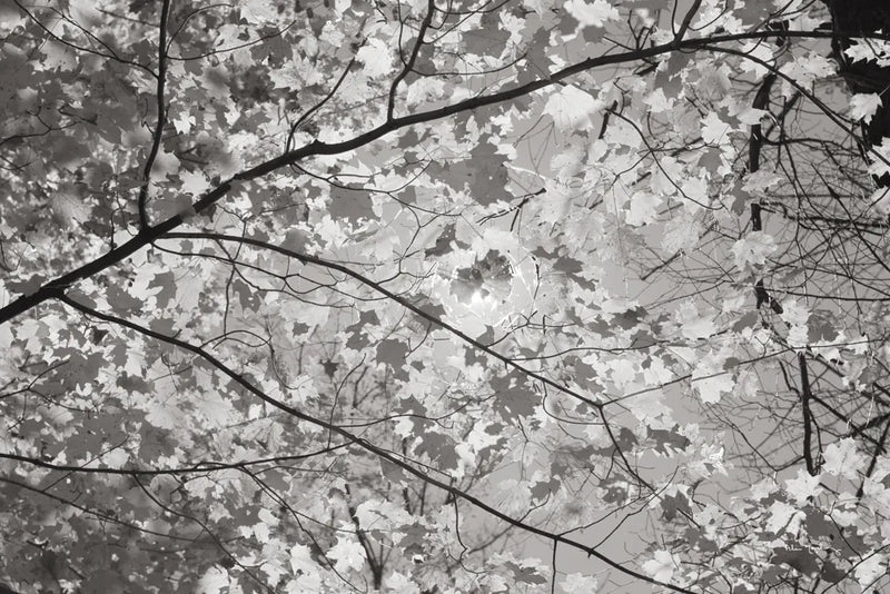 Foliage II by Alan Majchrowicz. SKU 43769i. Archival Giclee Fine art print for wall decor.
