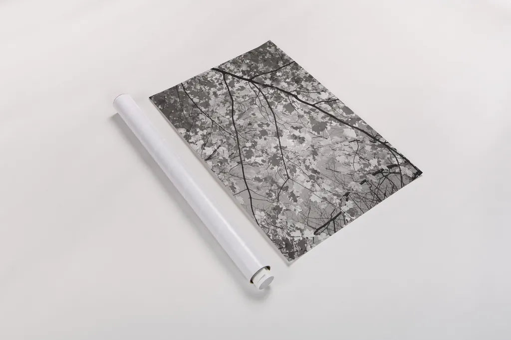 Foliage II by Alan Majchrowicz. shown as a rolled paper print. Available as archival giclee rolled canvas, fine art paper, or poster print. SKU 43769i.