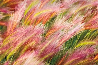 Foxtail Barley I by Alan Majchrowicz. SKU 52312i. Archival Giclee Fine art print for wall decor.