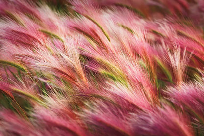 Foxtail Barley II by Alan Majchrowicz. SKU 52313i. Archival Giclee Fine art print for wall decor.