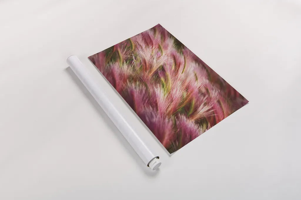 Foxtail Barley II by Alan Majchrowicz. shown as a rolled paper print. Available as archival giclee rolled canvas, fine art paper, or poster print. SKU 52313i.