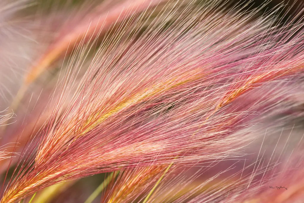 Foxtail Barley III by Alan Majchrowicz. SKU 52314i. Archival Giclee Fine art print for wall decor.