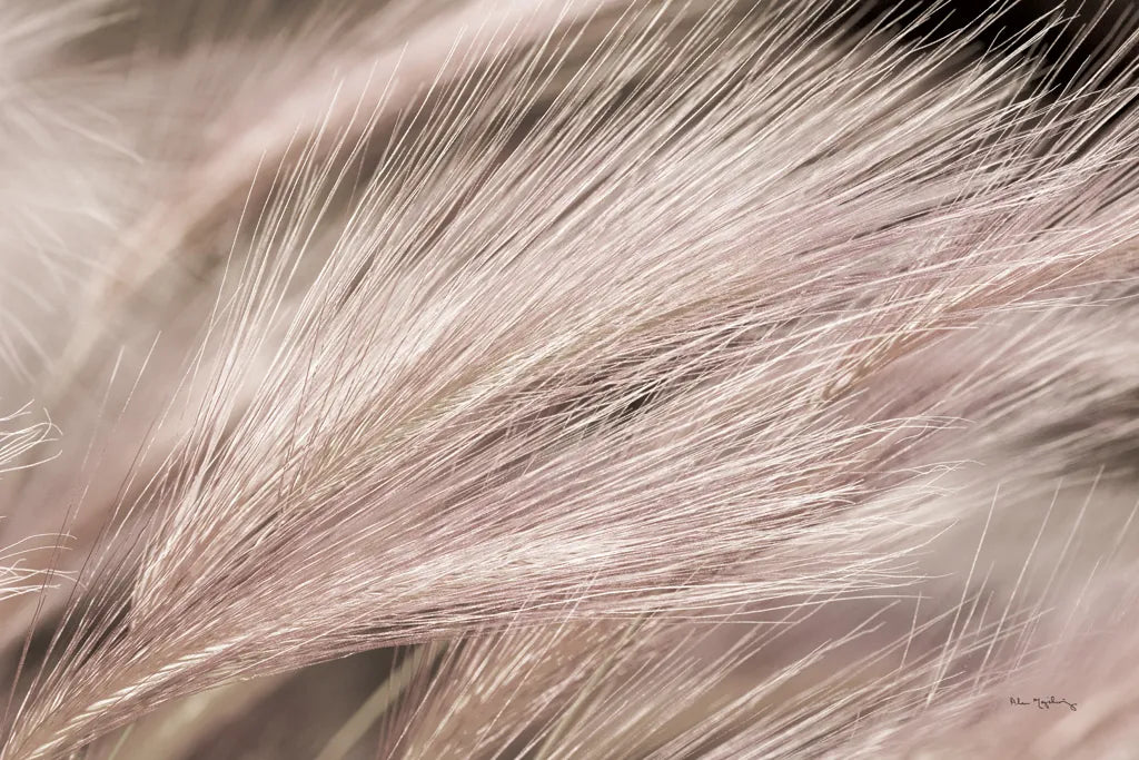 Foxtail Barley III Light by Alan Majchrowicz. SKU 52857i. Archival Giclee Fine art print for wall decor.