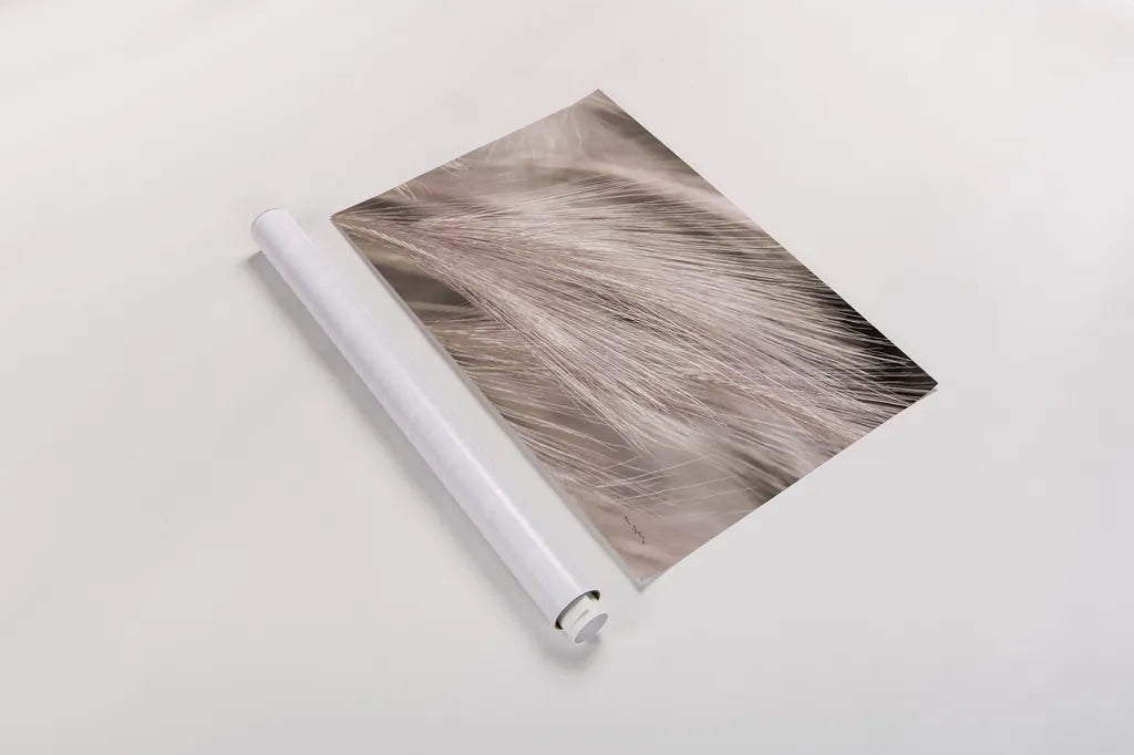 Foxtail Barley III Light by Alan Majchrowicz. shown as a rolled paper print. Available as archival giclee rolled canvas, fine art paper, or poster print. SKU 52857i.