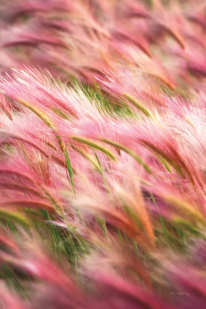 Foxtail Barley IV by Alan Majchrowicz. SKU 52315h. Archival Giclee Fine art print for wall decor.