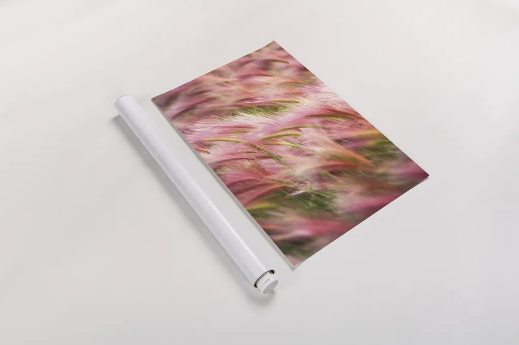 Foxtail Barley IV by Alan Majchrowicz. shown as a rolled paper print. Available as archival giclee rolled canvas, fine art paper, or poster print. SKU 52315h.