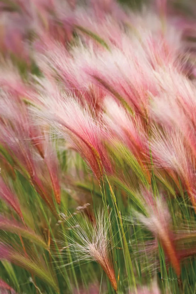 Foxtail Barley V by Alan Majchrowicz. SKU 52316h. Archival Giclee Fine art print for wall decor.
