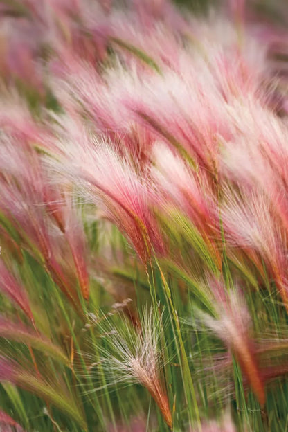 Foxtail Barley V by Alan Majchrowicz. SKU 52316h. Archival Giclee Fine art print for wall decor.