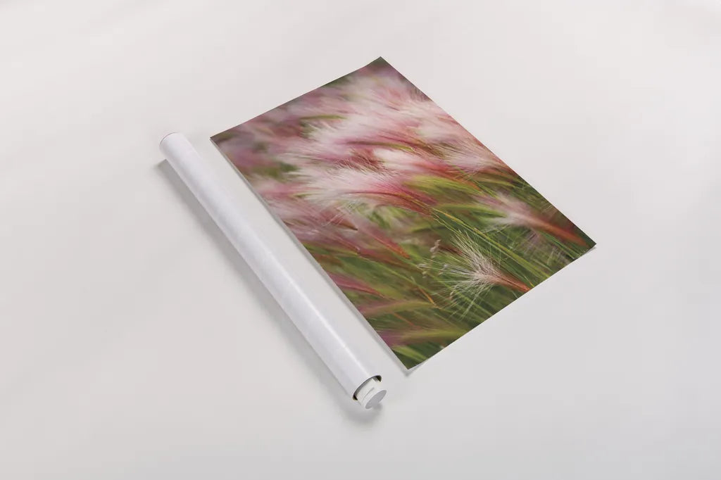 Foxtail Barley V by Alan Majchrowicz. shown as a rolled paper print. Available as archival giclee rolled canvas, fine art paper, or poster print. SKU 52316h.