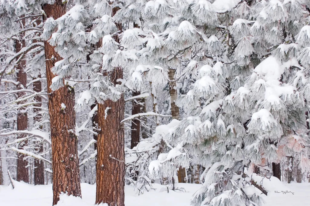 Frosted Covered Needles by Alan Majchrowicz. SKU 16153i. Archival Giclee Fine art print for wall decor.