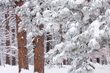 Frosted Covered Needles by Alan Majchrowicz. SKU 16153i. Archival Giclee Fine art print for wall decor.