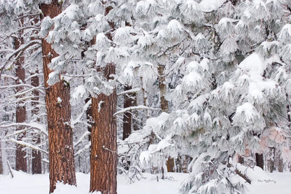 Frosted Covered Needles by Alan Majchrowicz. SKU 16153i. Archival Giclee Fine art print for wall decor.