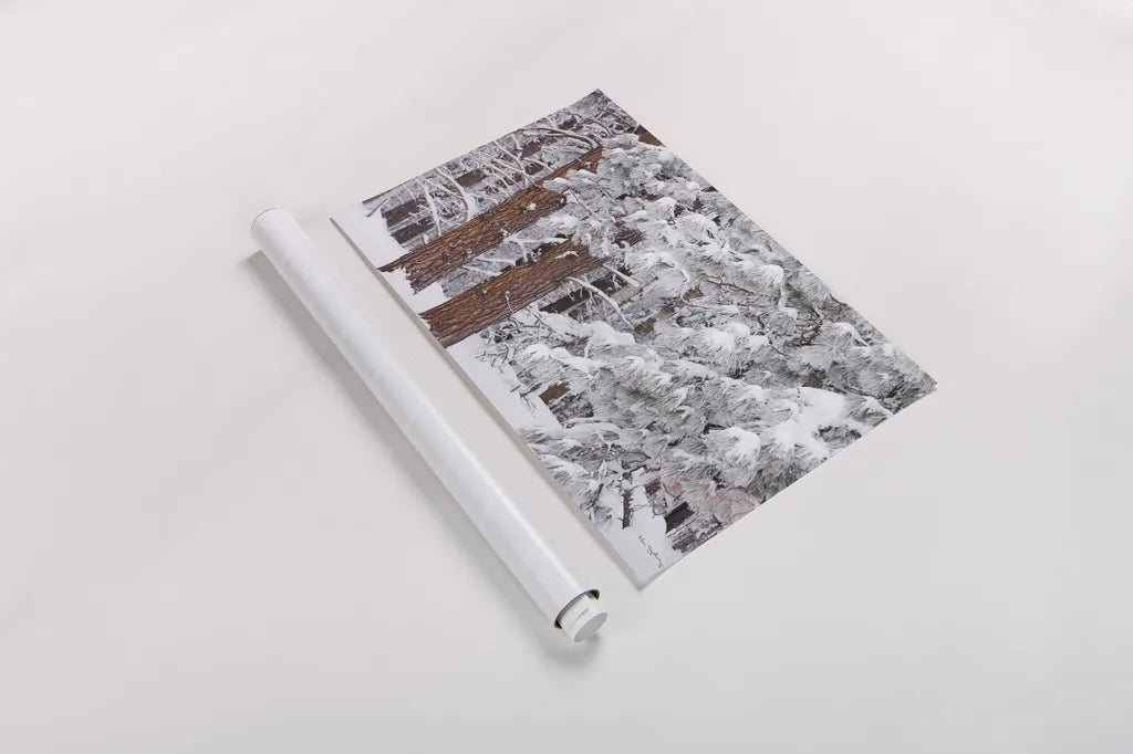 Frosted Covered Needles by Alan Majchrowicz. shown as a rolled paper print. Available as archival giclee rolled canvas, fine art paper, or poster print. SKU 16153i.