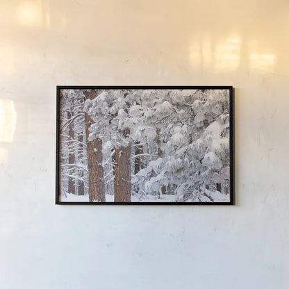 Frosted Covered Needles by Alan Majchrowicz. shown as a paper print in a black flame. Available as a archival giclee rolled canvas, fine art paper, or poster print. SKU 16153i.